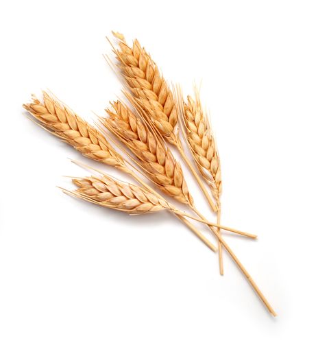 Obilie